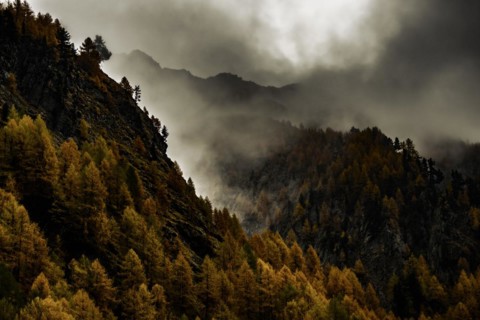 Autumn larch