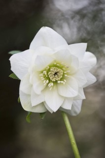 Lenzrose
