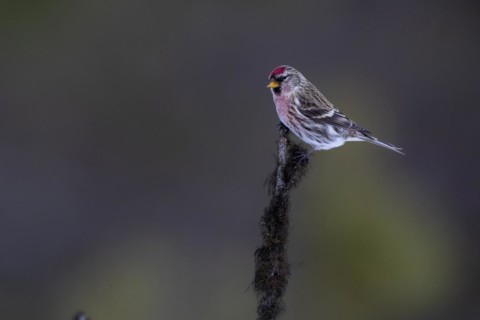 Common Redpoll