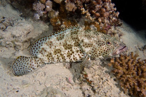 Greasy grouper