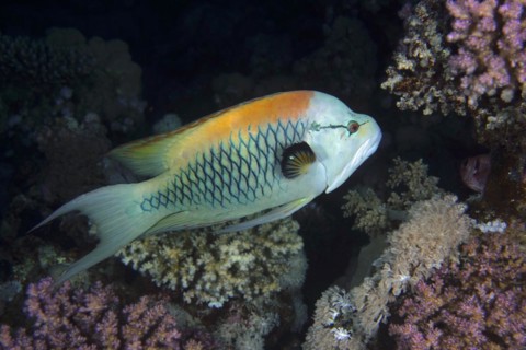 Sling-jaw wrasse