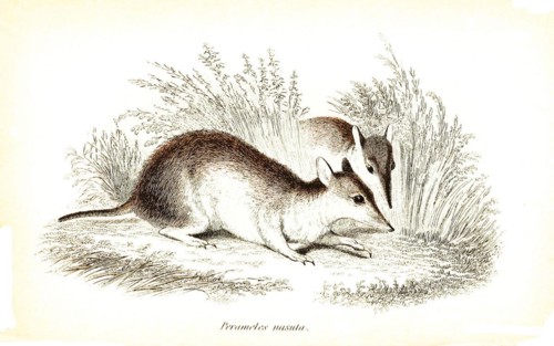 Long-nosed