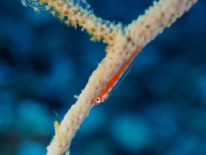 Dwarf Goby