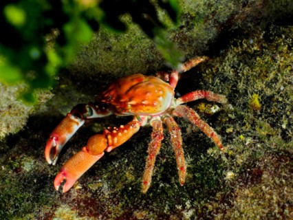Red Mithraculus crab