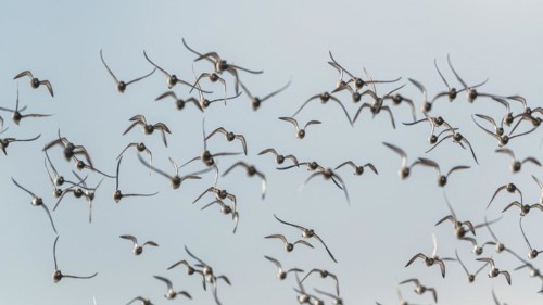 Grey Plover