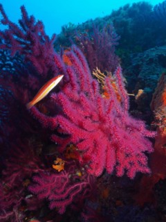 Violescent mediterranean rainbow wrasse