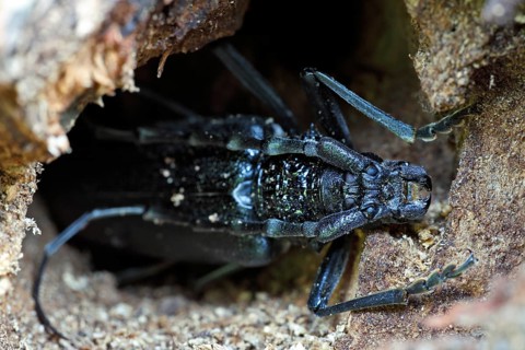 Great capricorn beetle