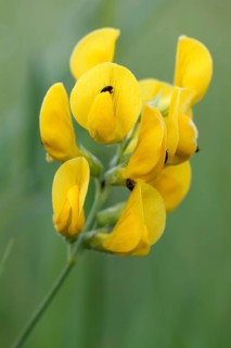 Meadow vetchling