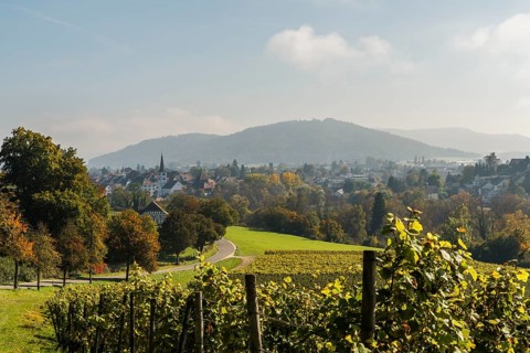View from a vineyard of the village of Diessenhofen
