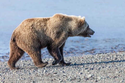 Brown bear