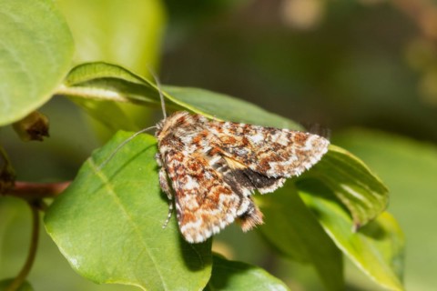 Heather variegated owl Butterfly with closed wings sitting on green leaf seen from behind diagonally to the left