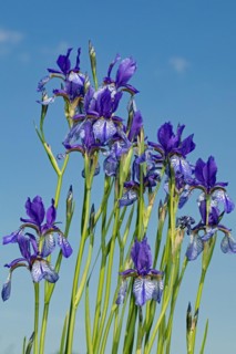 Siberian iris a few inflorescences with open blue flowers next to each other against a blue sky