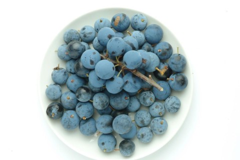 Ripe fruits of blackthorn