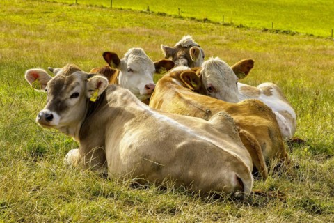 Group of four cows