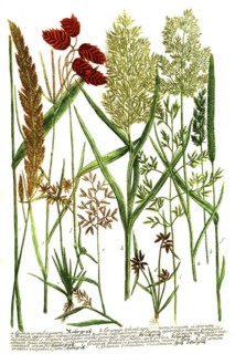 Botany