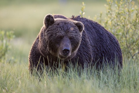 Brown bear