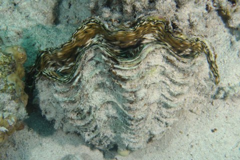 Fluted giant clam
