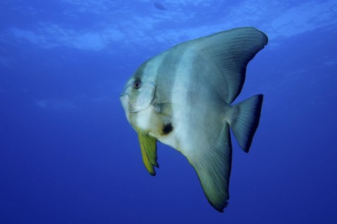 Juvenile roundhead batfish