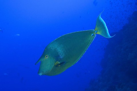 Bluespine unicornfish