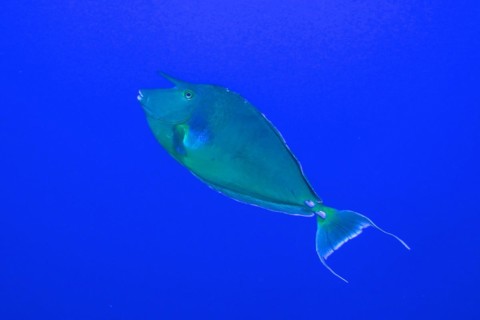 Bluespine unicornfish