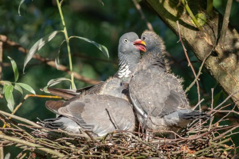 Common Wood Pigeon