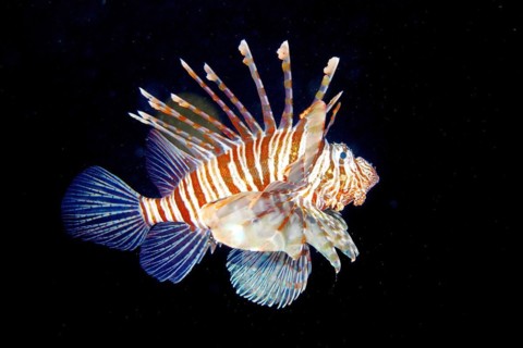 Pacific red lionfish