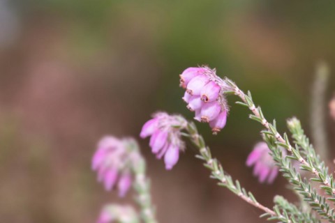 Cross-leaved heath