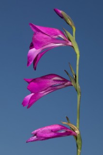 Swamp gladiolus Flower panicle with three open red flowers against a blue sky