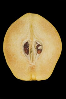Halved quince
