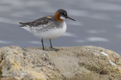 Red-necked phalarope