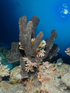 Sea sponge Erect finger sponge