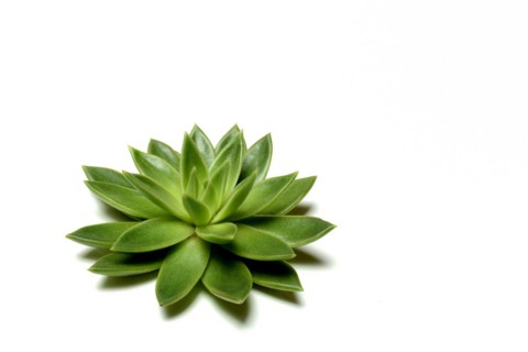 Leaf rosette of an echeveria
