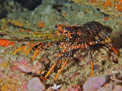 Guinea chick crayfish