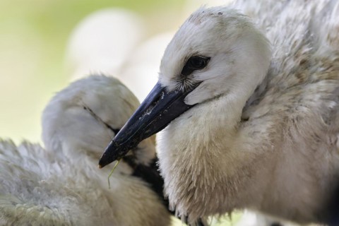 White Stork