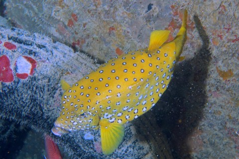 Yellow boxfish