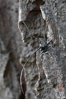 Great capricorn beetle