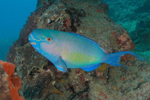 Nose hump parrotfish