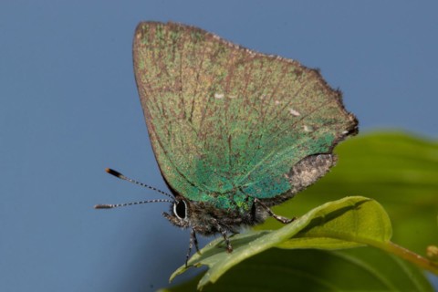 Green Fritillary