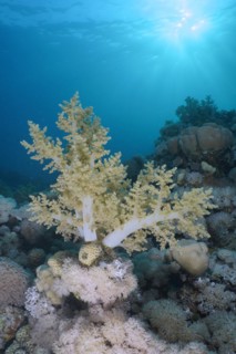 Broccoli tree