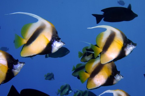 Shoal