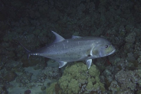 Giant trevally