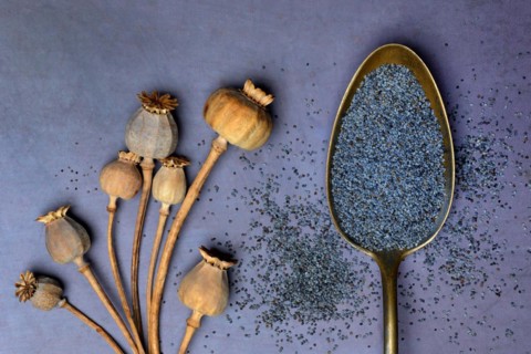 Blue poppy