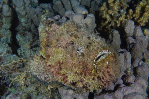 Reef stonefish