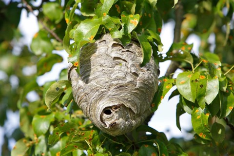 Medium wasp or small hornet