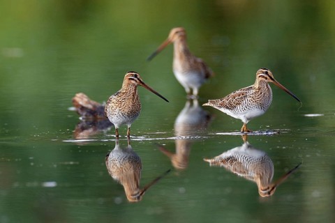 Common Snipe