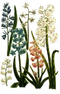 Botany