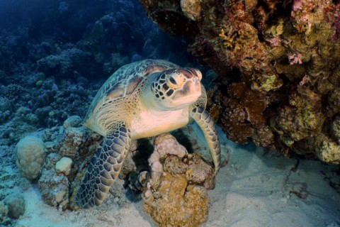 Green turtle