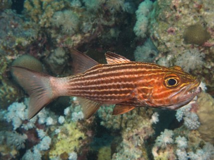 Largetoothed cardinalfish