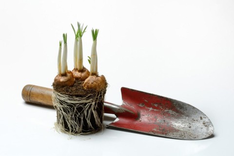 Floating Crocus Tubers with white crocus