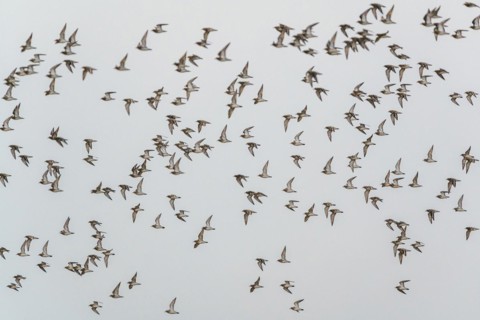 Grey Plover